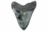 Fossil Megalodon Tooth - South Carolina #239815-2